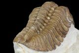 Bargain, Lochovella (Reedops) Trilobite - Oklahoma #164447-5